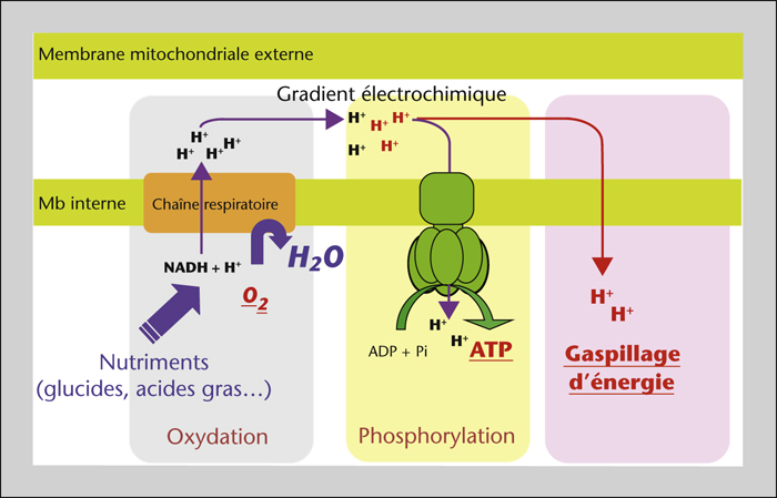 Thalidomide - Thalidomide Thalidomide - Thalidomide