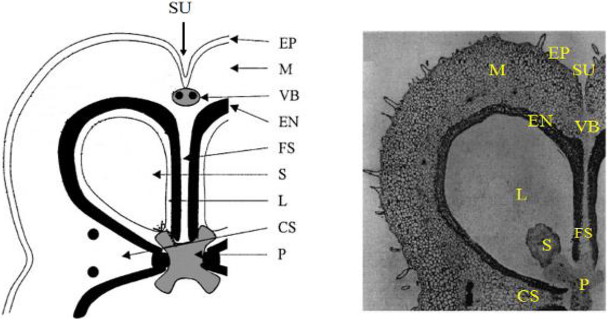 Fig. 1 Refer to the following caption and surrounding text.