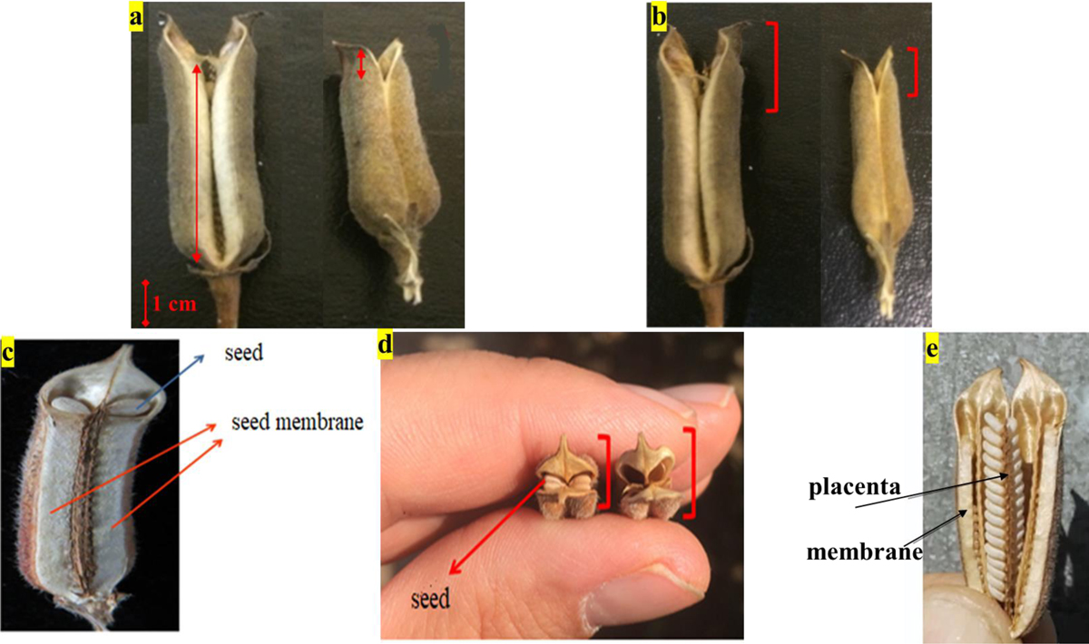 Fig. 2 Refer to the following caption and surrounding text.
