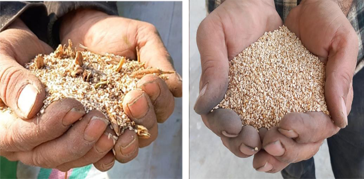 Fig. 8 Refer to the following caption and surrounding text.