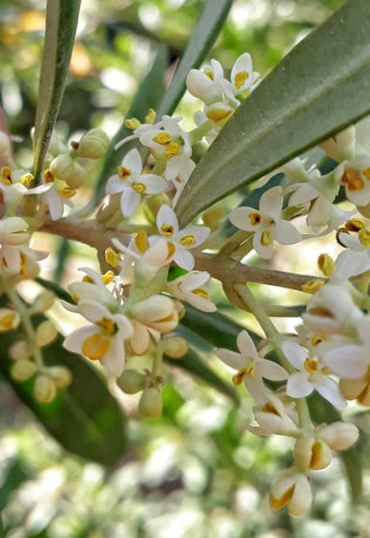 Fig. 2 Refer to the following caption and surrounding text.