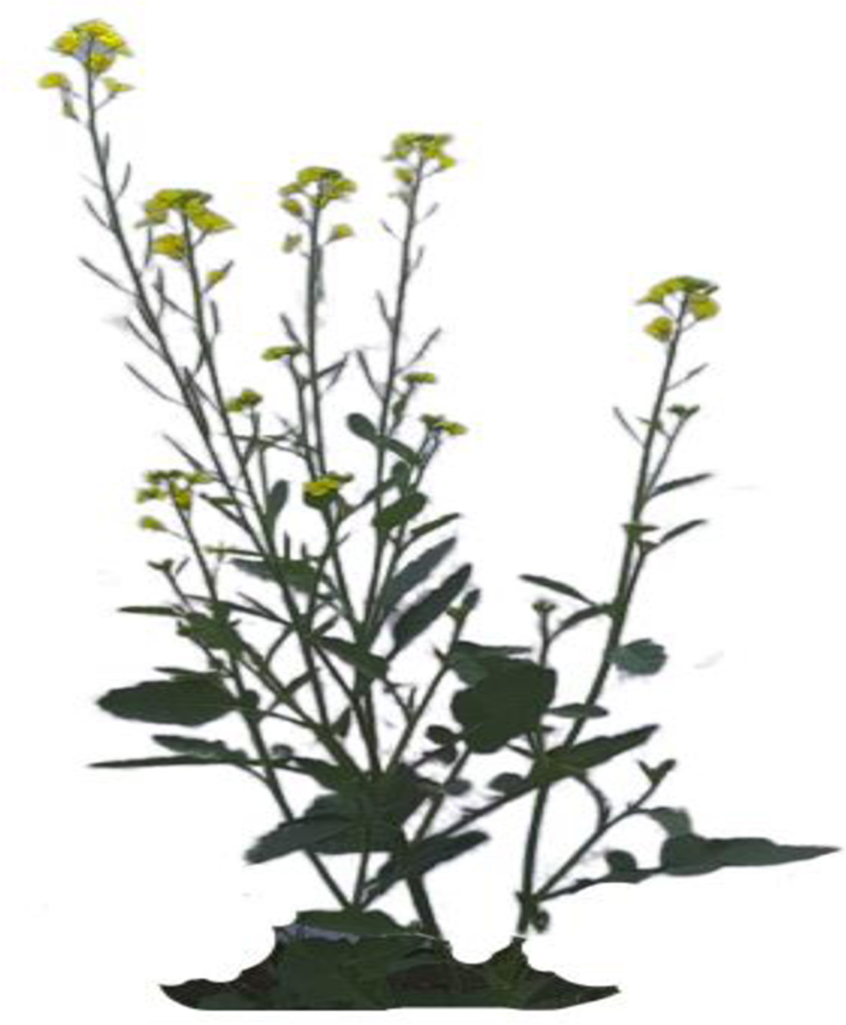 Fig 1 Refer to the following caption and surrounding text.