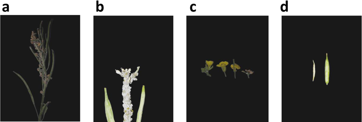 Fig 3 Refer to the following caption and surrounding text.
