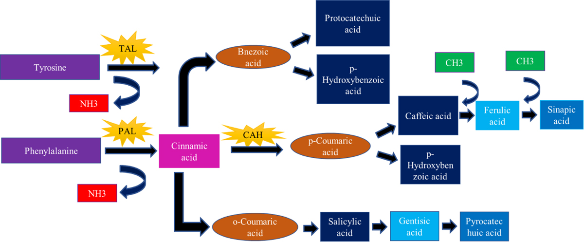 Fig 7 Refer to the following caption and surrounding text.