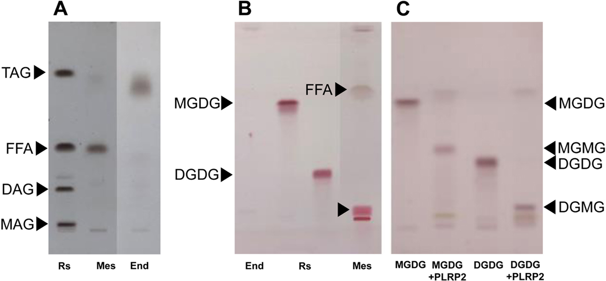 Fig 3 Refer to the following caption and surrounding text.