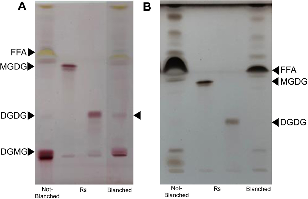 Fig 4 Refer to the following caption and surrounding text.
