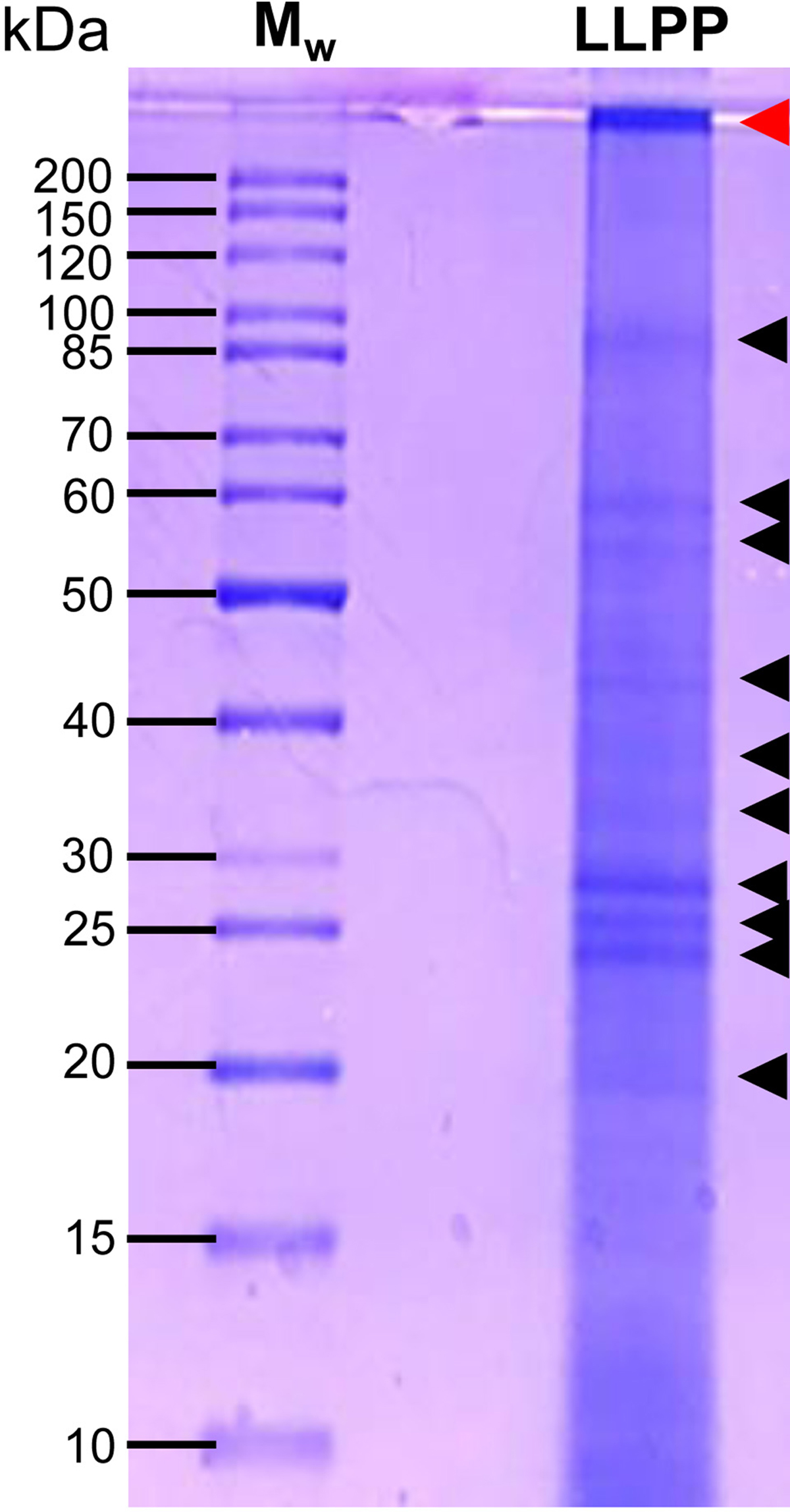 Fig 8 Refer to the following caption and surrounding text.