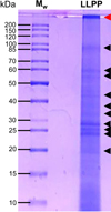 Thumbnail: Fig 8 Refer to the following caption and surrounding text.